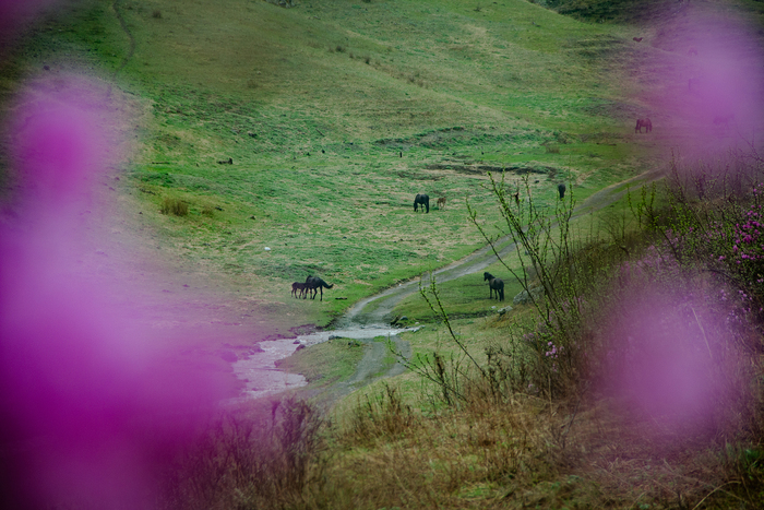 Цветение маральника