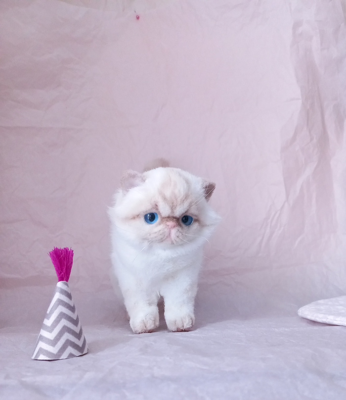 Белый экзот по кличке Тина.