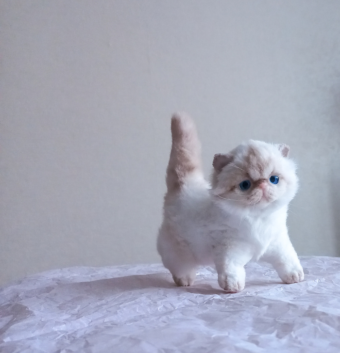 Котенок экзот.