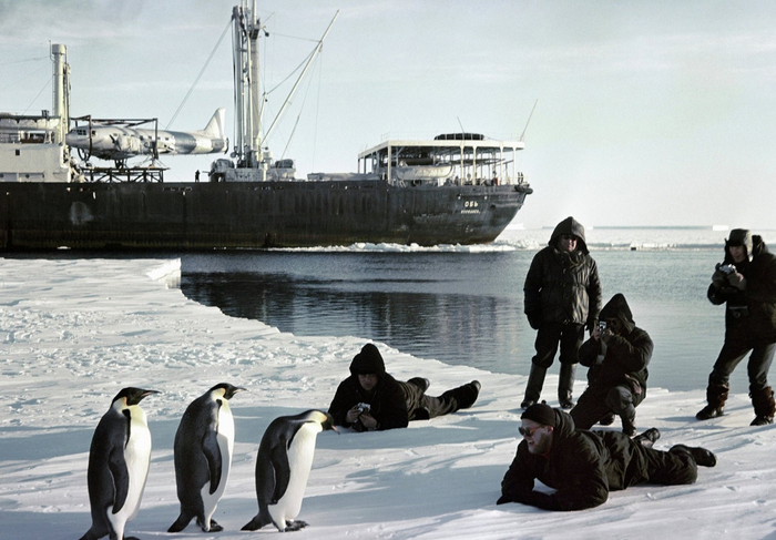 Эксперимент по переселению пингвинов на Северный полюс. Почему птицам не удалось обжиться в Арктике? Пингвины, Переселение, Северный Полюс, Арктика, Дикие животные, Люди, Яндекс Дзен, Длиннопост, Яндекс Дзен (ссылка)