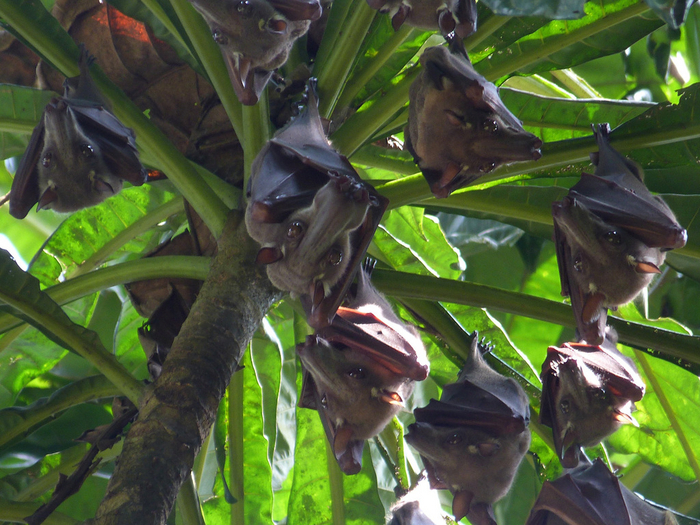 Какие странные у вас в Африке бананы... Поющие!