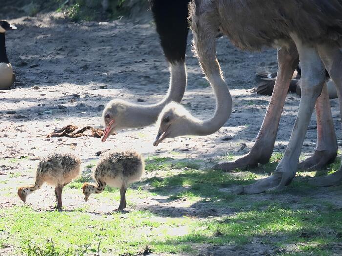 Страусы и страусята в сафари-парке г.Джексон, Нью-Джерси