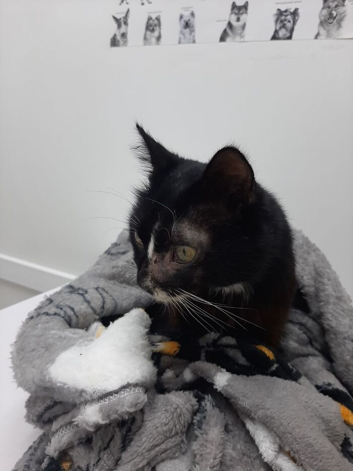 Продолжение поста «История котика Черныша, который чуть не сгнил заживо у нерадивых хозяев. Очень нужен дом по Крыму!»