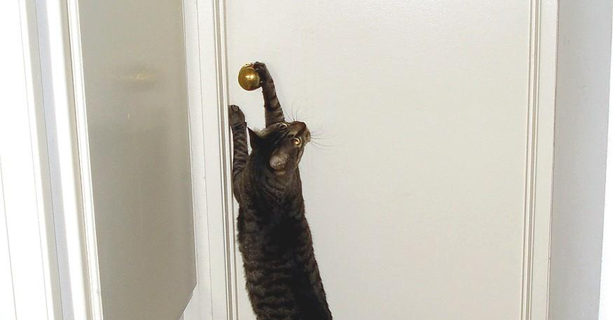 Коту прищемили хвост. Смешной хвост. Коту прищемили хвост. Судороги у кота когда прищемили дверью. Кот прикрывает лапой.