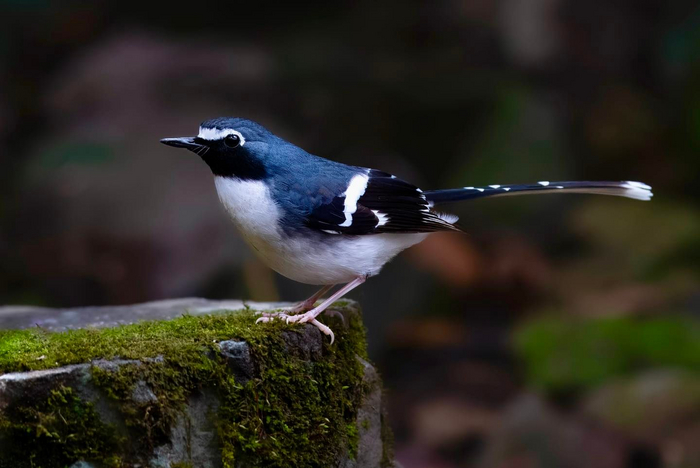 . Enicurus schistaceus,    ,     - 