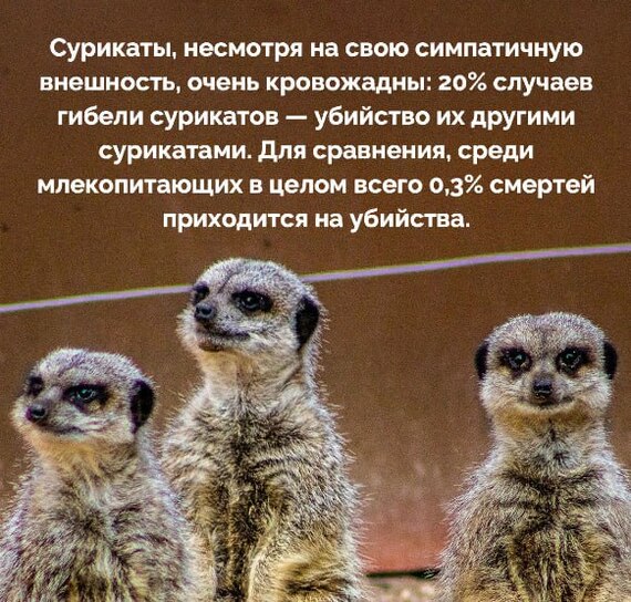  , , Telegram (),   , , , 