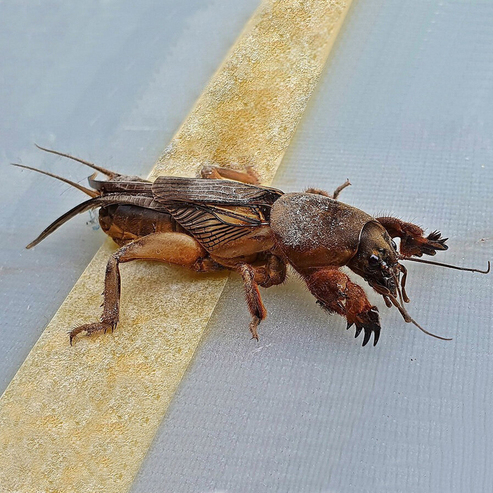 Зашёл сказать вам комплимент. Ваш сад не только очень красивый, но и очень вкусный!