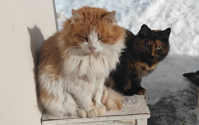 Бездомыши, продолжение