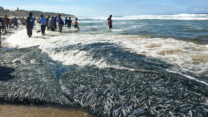 А ведь это только прибрежный улов. А что происходит в море!