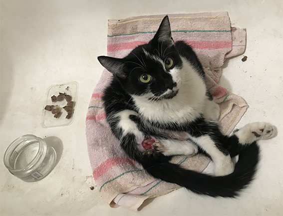 Тот самый раненый котенок. На фото самых страшных ран не видно, они на внутренней стороне.