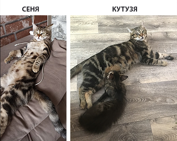 Братья с одной теплотрассы