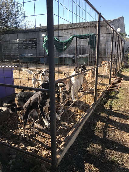 Уличные вольеры для собак, есть и закрытые.