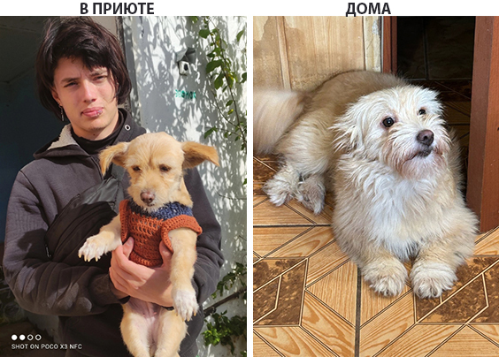 Помощник приюта и песик - бывший воспитанник.