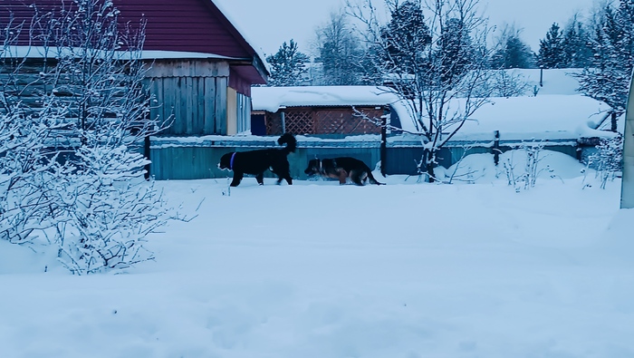 Почти догнал по размерам Барта