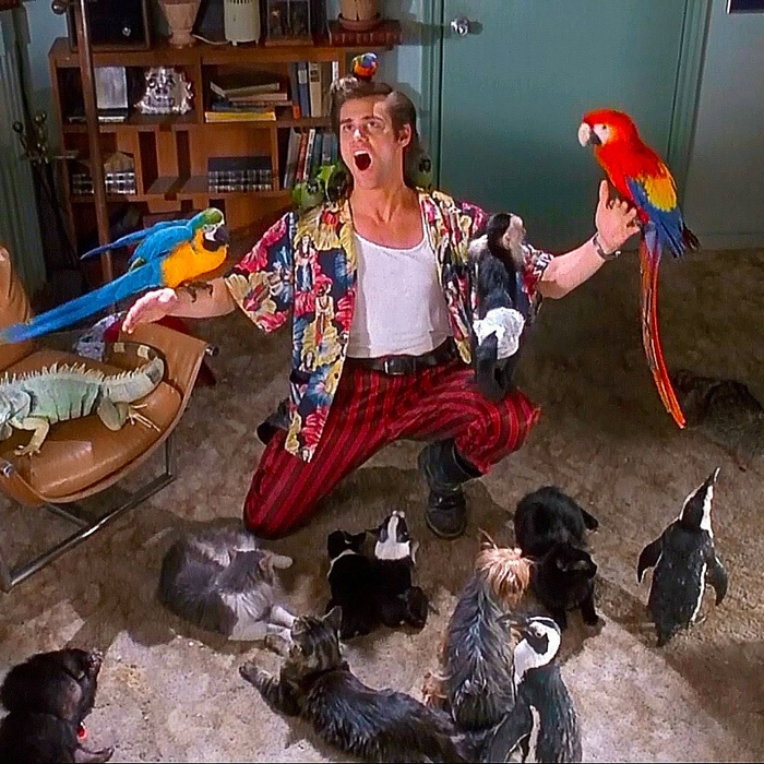 4 февраля 1994 г. на экраны вышла комедия "Эйс Вентура: Розыск домашних ...