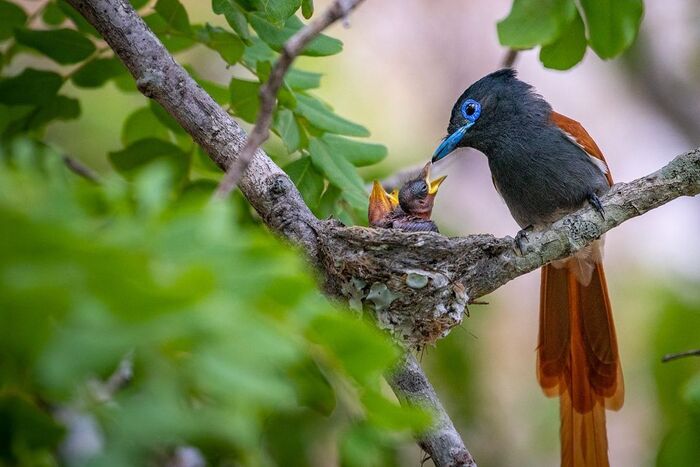 Райская мухоловка кормит птенцов