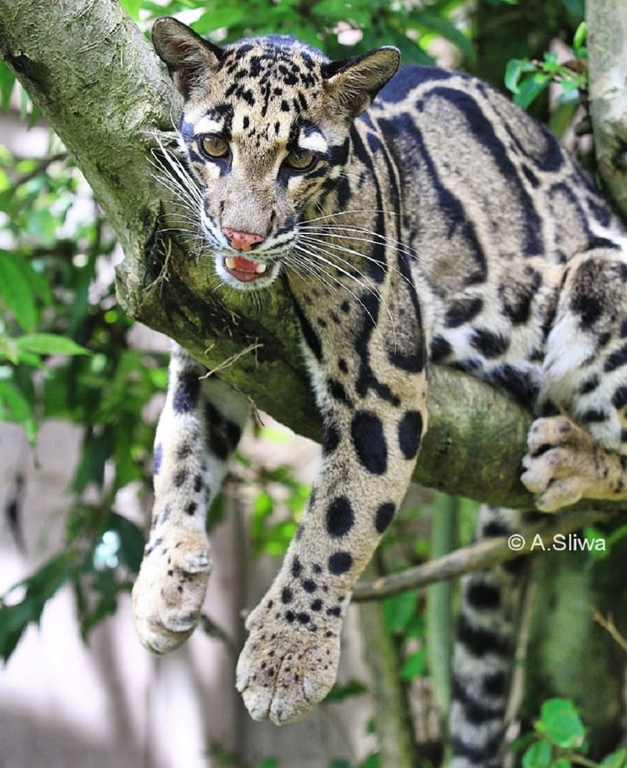 Свесив лапки