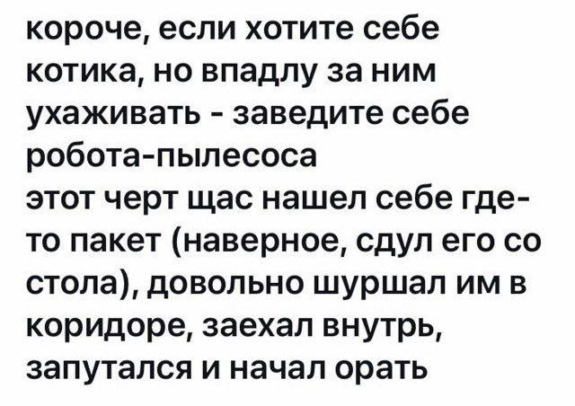Аналог котика | Пикабу