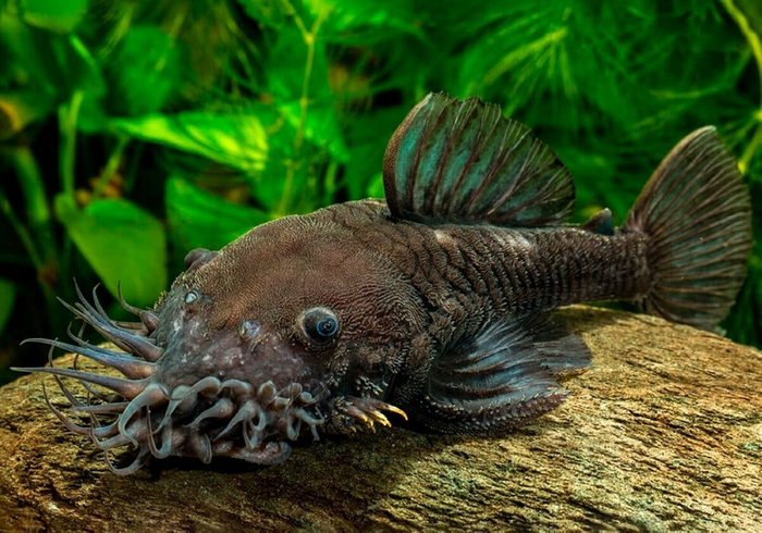 Да, я их отращиваю, спасибо, что заметила.