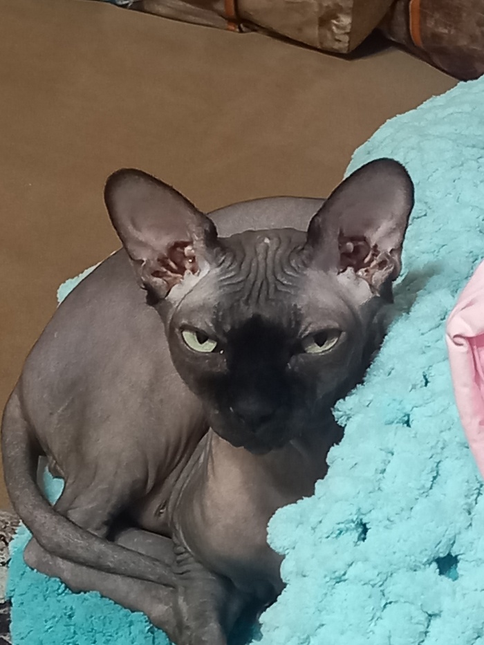 А чего бы и не о котах