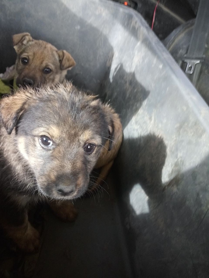 Сила Пикабу! Помоги пристроить щенков! Краснодар