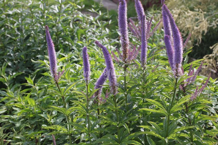 ���� ��������� "�������� �����"