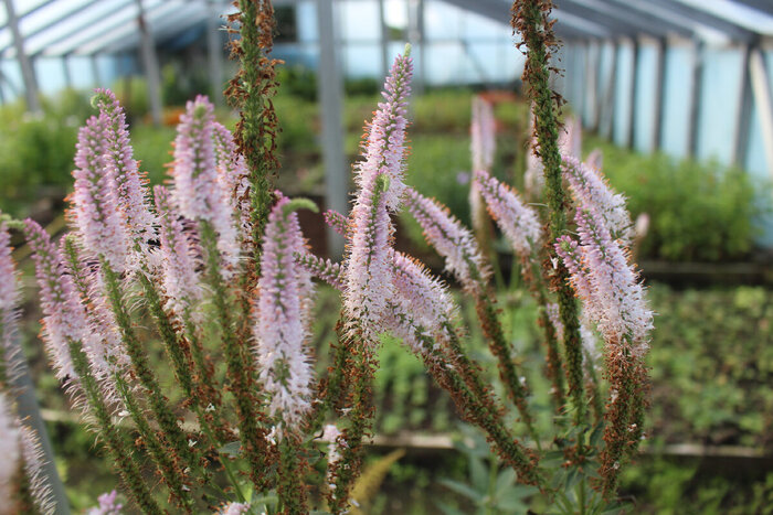 ���� "Erica" � ��������� �������� ����� � ������ ��������, ���� ���