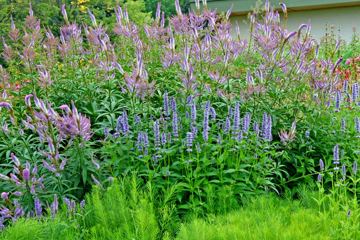 ���� �� ���������� ���� ������� � ������������ ���� �������, ����� - ������������� ���������� "Ascination", ��������: <!--noindex--><a href="https://pikabu.ru/story/landshaftnyiy_praktikum__58_khochu_veronikastrum_ili_kak_vpisat_ponravivsheesya_rastenie_v_sad_11117716?u=http%3A%2F%2Fthepaintboxgarden.com&t=thepaintboxgarden.com&h=b4e840f5c473848ab1fca40b3567a3f91115e2ff" title="http://thepaintboxgarden.com" target="_blank" rel="nofollow noopener">thepaintboxgarden.com</a><!--/noindex-->