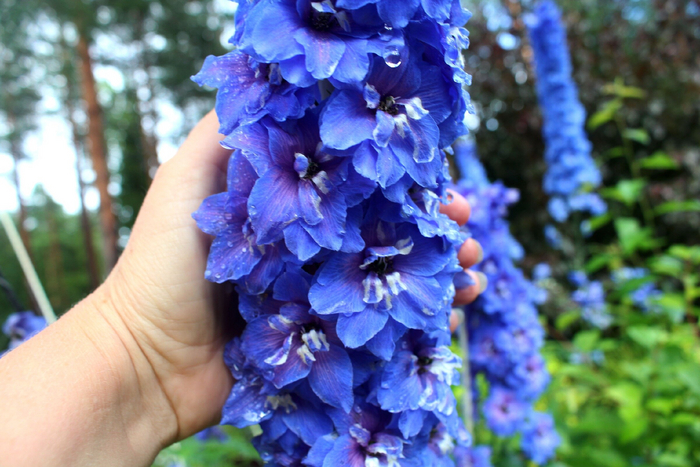 ��� ��� � ����