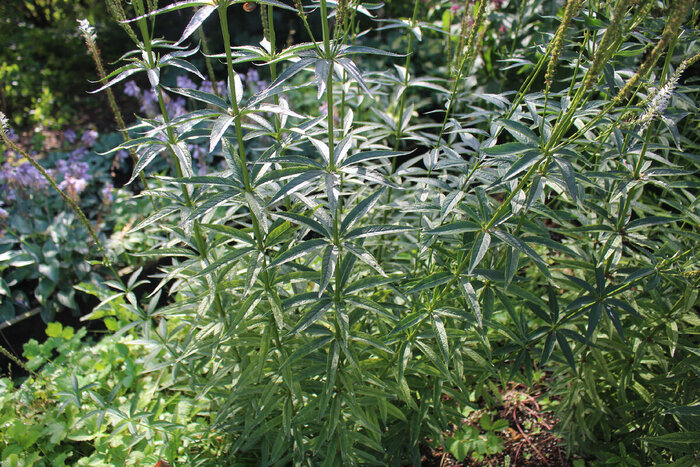 ������ � ��������� �������� �����