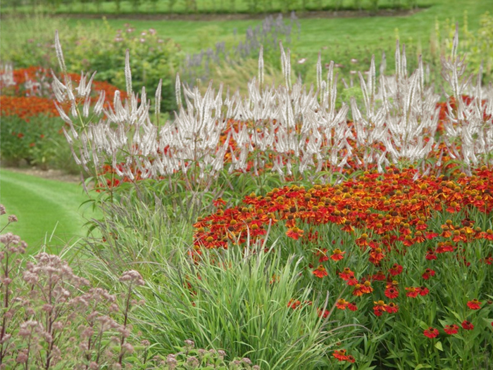 ����� (���� ���������������)