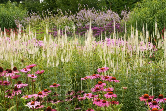 ��������� ������������ - �� ������ �����. ��������: <!--noindex--><a href="https://pikabu.ru/story/landshaftnyiy_praktikum__58_khochu_veronikastrum_chast_2_udachnyie_i_neudachnyie_tsvetovyie_sochetaniya_11117737?u=http%3A%2F%2Fvasteplant.be&t=vasteplant.be&h=96a9275dc12fb7c37fa383c7d93ad60590bd6527" title="http://vasteplant.be" target="_blank" rel="nofollow noopener">vasteplant.be</a><!--/noindex-->