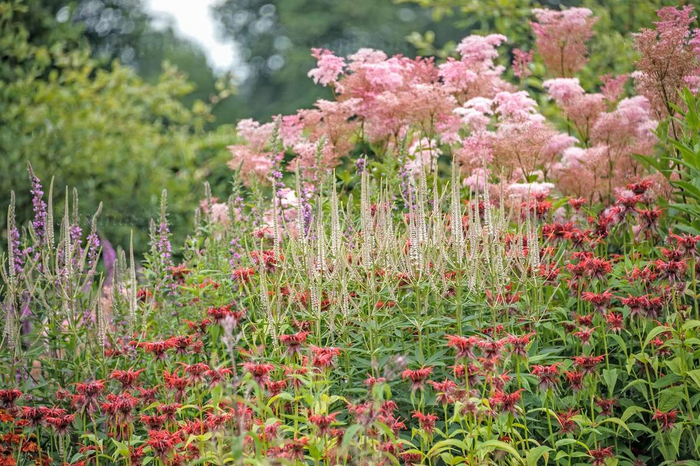 Veronicastrum Virginicum "Diana", Monarda "Squaw", Filipendula "Rubra Venusta" (������ ����������!), ��������� ������� - �����-�� ���������. ��������: <!--noindex--><a href="https://pikabu.ru/story/landshaftnyiy_praktikum__58_khochu_veronikastrum_chast_2_udachnyie_i_neudachnyie_tsvetovyie_sochetaniya_11117737?u=http%3A%2F%2Fgardenia.net&t=gardenia.net&h=7e1f926492a8480145acf71f078c12fcc4850b2d" title="http://gardenia.net" target="_blank" rel="nofollow noopener">gardenia.net</a><!--/noindex-->.