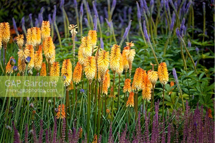 �������� "Tawny King" (����������� �� ������), ������������� ���������� "Fascination" � ������ ��������� "Caradonna". ��������: GAP Photos/Jan Smith