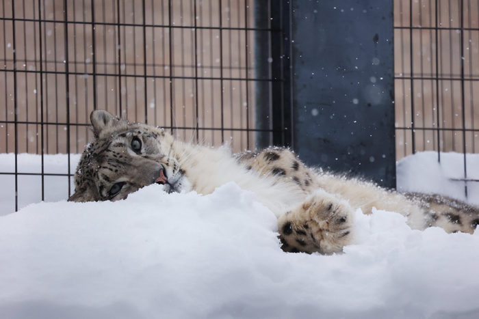 На снежной кроватке