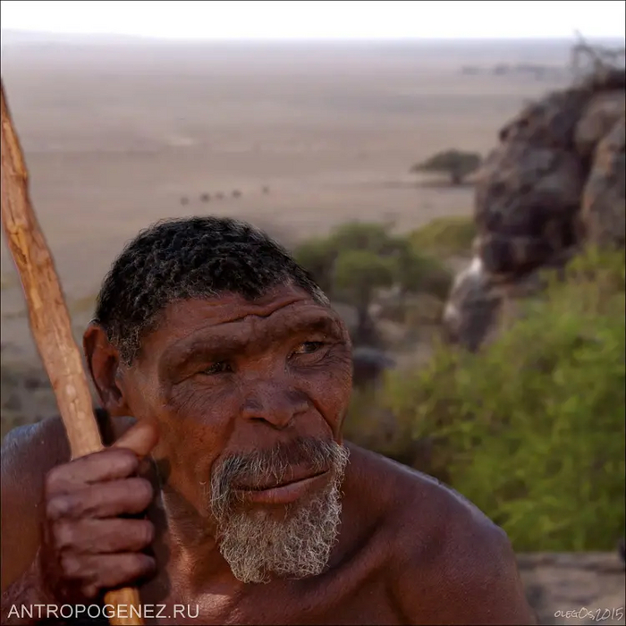 Homo erectus.  UA 31,  , 1 .  .