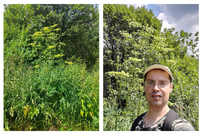 Мощный экземпляр в районе Нижнего Царицынского пруда. Общий вид и в сравнении со мной :)