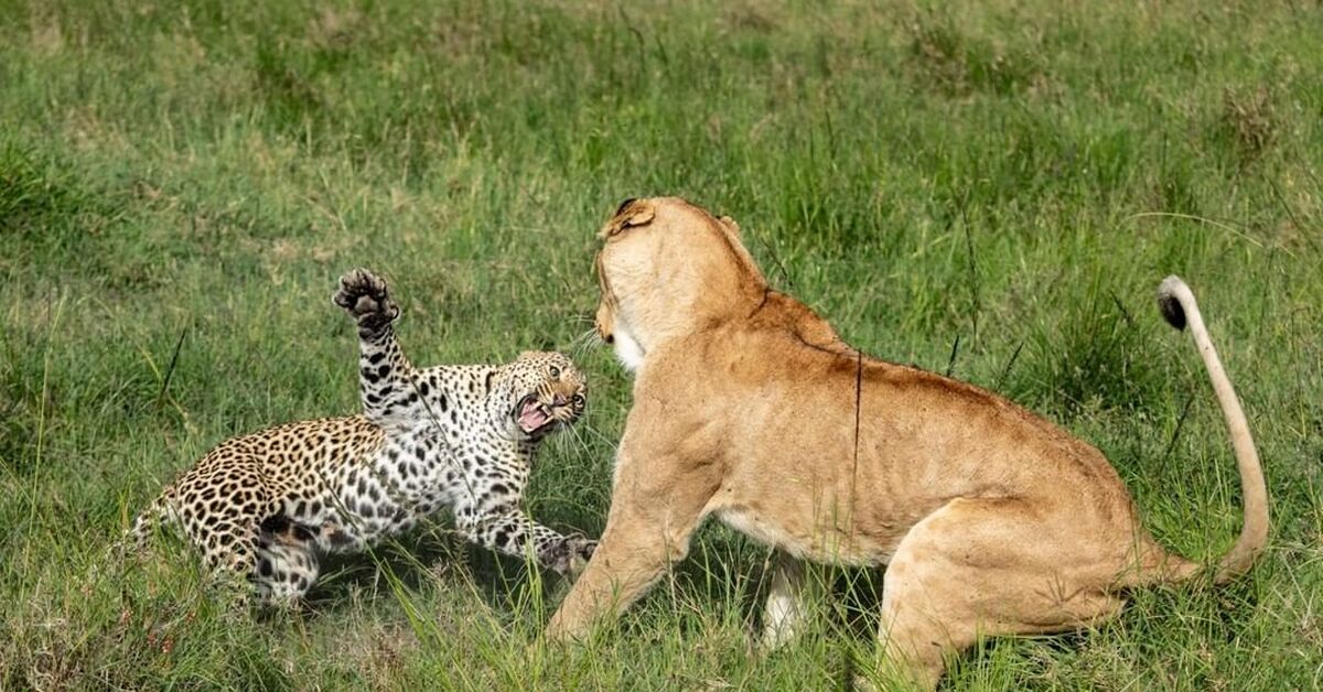 Леопард и львица. Лев против леопарда. Lion Fight.