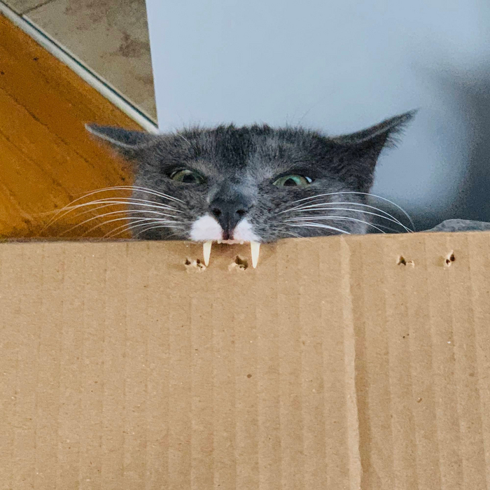 Почему коты любят коробки? Оказывается, это не просто прихоть, а самая настоящая потребность! Кот, Коробка, Книга животных, Дикие животные, Яндекс Дзен, Длиннопост, Яндекс Дзен (ссылка)