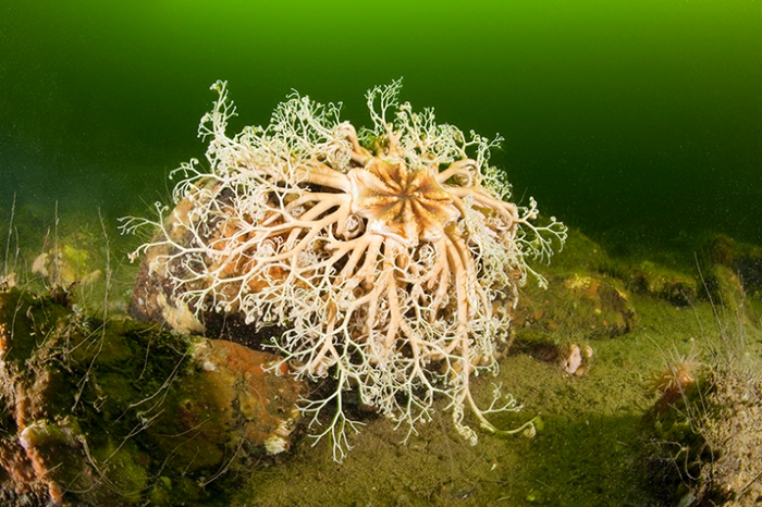 Здравствуйте, я ваш новый фильтр под раковину.