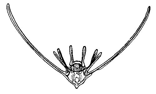 Сфотографировать офиоплутеуса очень сложно. А вот зарисовать – пожалуйста.