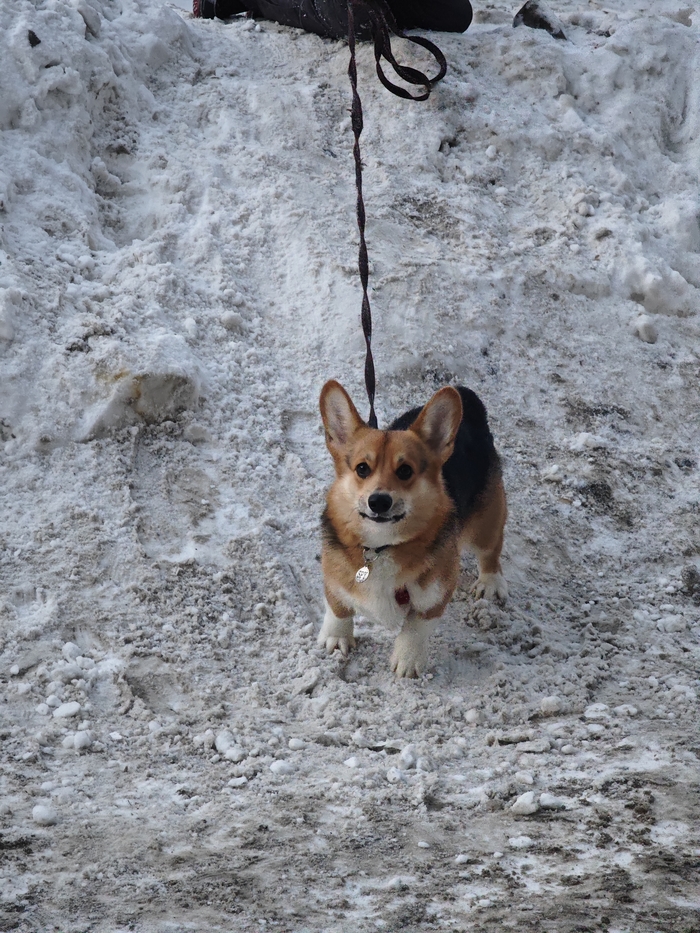 Этот звездюк был сфотографирован у моего подъезда, лаял на меня и ёрзал из стороны в сторону, а потому слегка размазан.