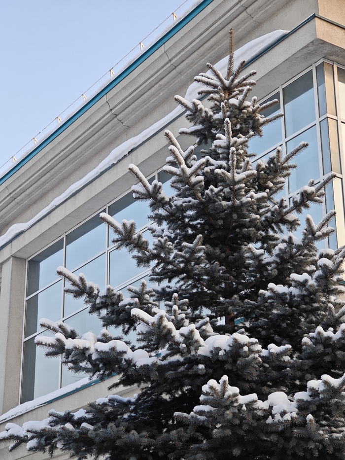 У ЗАГСа, ул. Красный проспект.