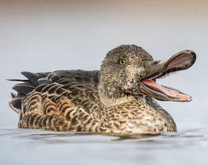 Я просто опоздала на раздачу нормальных клювов, чего вы ко мне прицепились?!