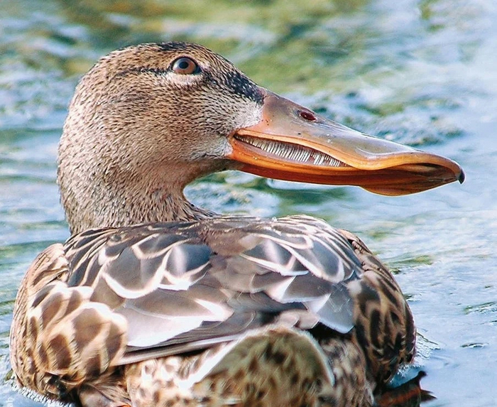 Голливудская улыбка есть. Только красной дорожки не хватает!