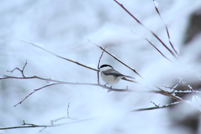 Буроголовая гаичка или же по другому пухляк