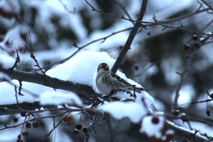 Под конец прогулки встретил чечётку
