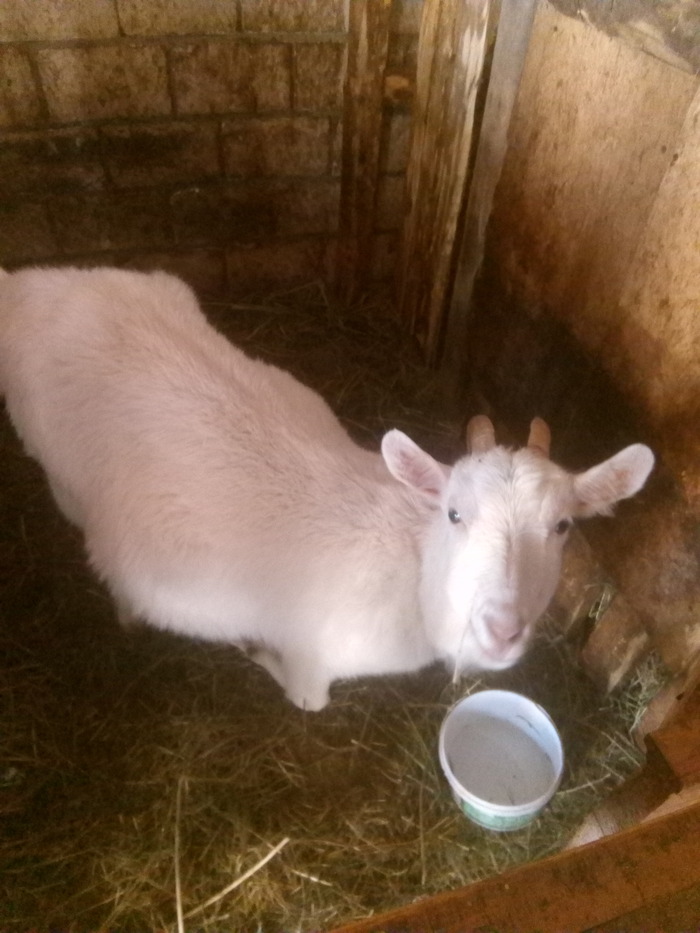содержание и выращивание коз в домашних условиях | Дзен