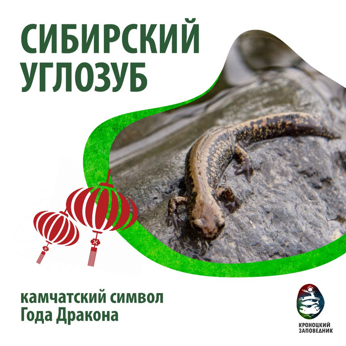 Сегодня по восточному календарю начинается год зелёного деревянного Дракона