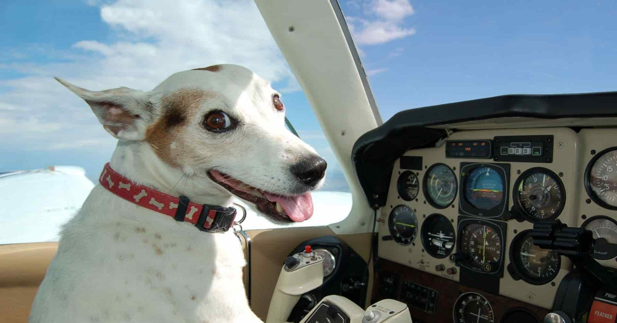 Такса в самолете. Путешествие с питомцем. Авиа собака. Авиа собака. Немецкая овчарка в самолете.